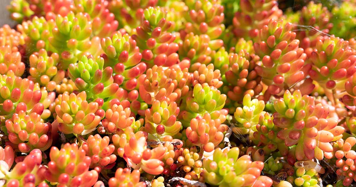 Apprenez à faire pousser des plantes à gelée (porc et haricots)