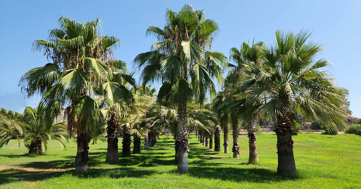 Comment cultiver et prendre soin des fans de Palm de Californie