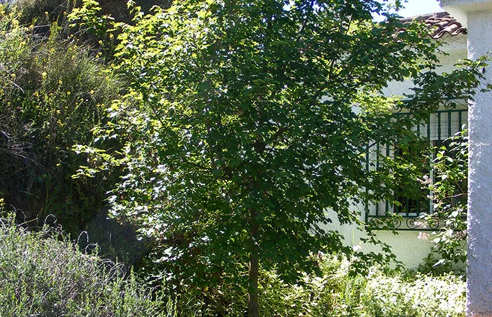 Acer campestris arbre Acer campestris arbre
