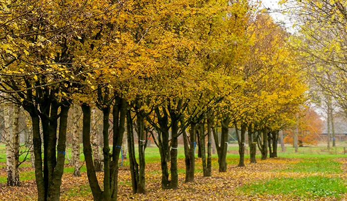 Acer campestris arbres Acer campestris arbres
