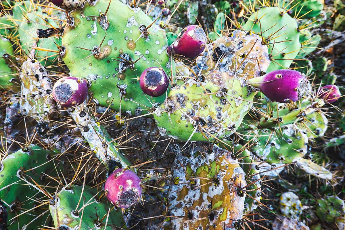 Une image horizontale rapprochée d'un cactus de Barbard (Opuntia) malaé poussant dans le jardin.