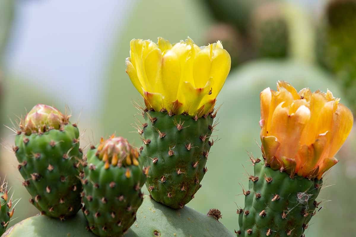 Une image horizontale grossière des fleurs de cactus illustrées sur un fond de mise au point doux.