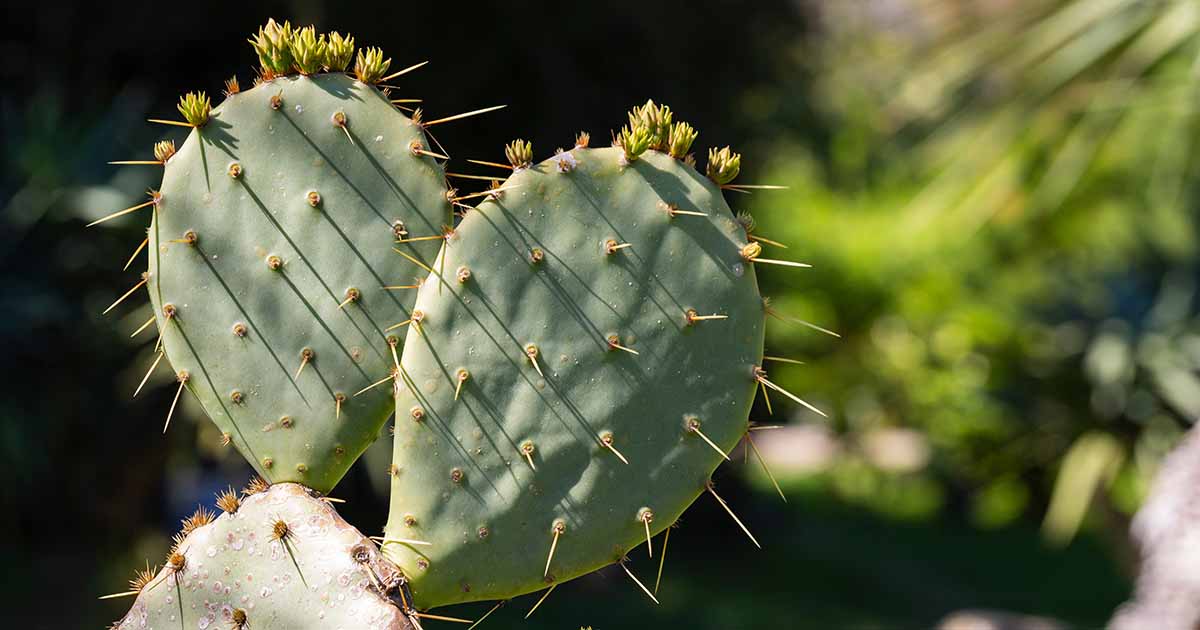 Quand et comment tailler les cactus