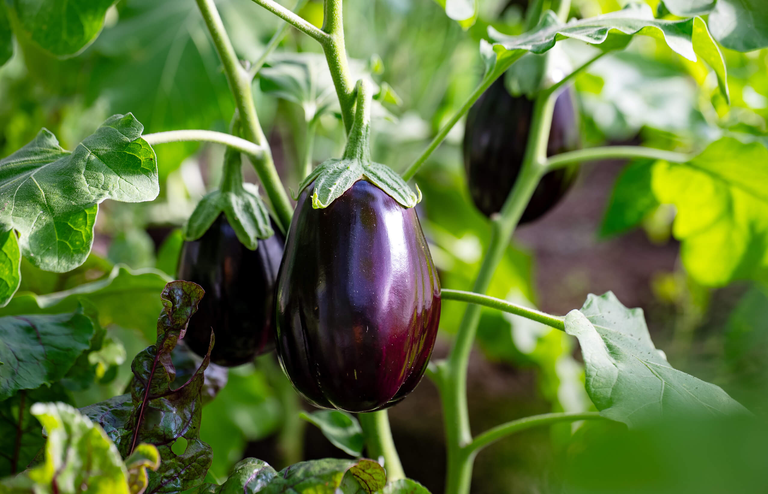 Comment cultiver le brinjal à partir de graines à la maison dans des pots ou des lits de jardin - tout