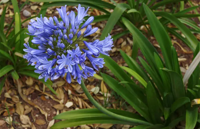 Agapanthus africanus fleurs bleues