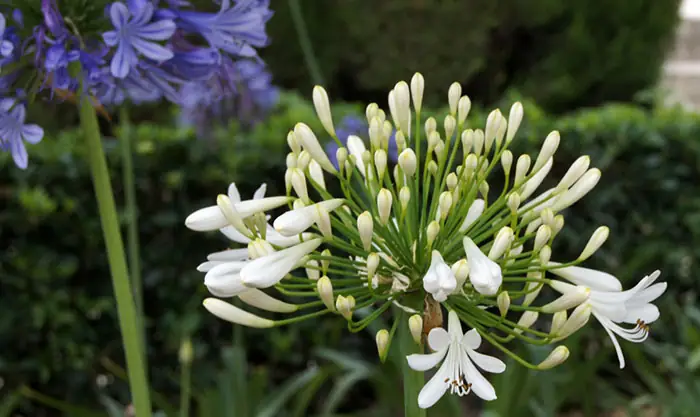 Fleurs blanches d'Agapanthus africanus