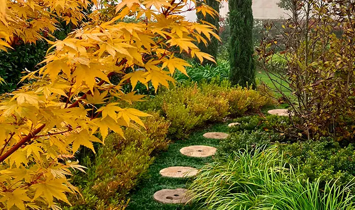 Acer Palmatum Copie dans le jardin Acer Palmatum Copie dans le jardin