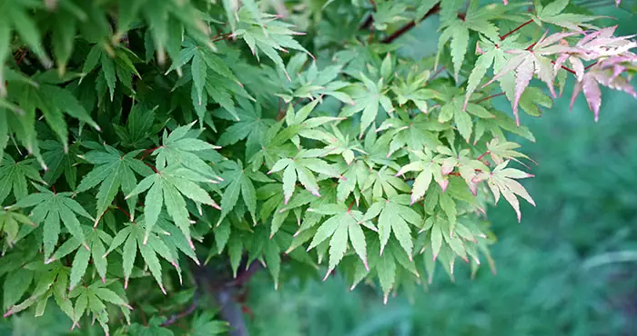 Acer palmatum Acer palmatum