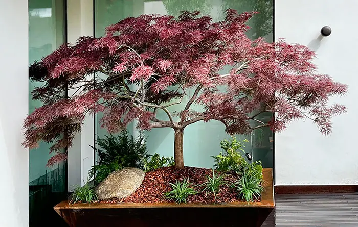 Acer Palmatum atropurpureum dans le jardin Acer Palmatum atropurpureum dans le jardin