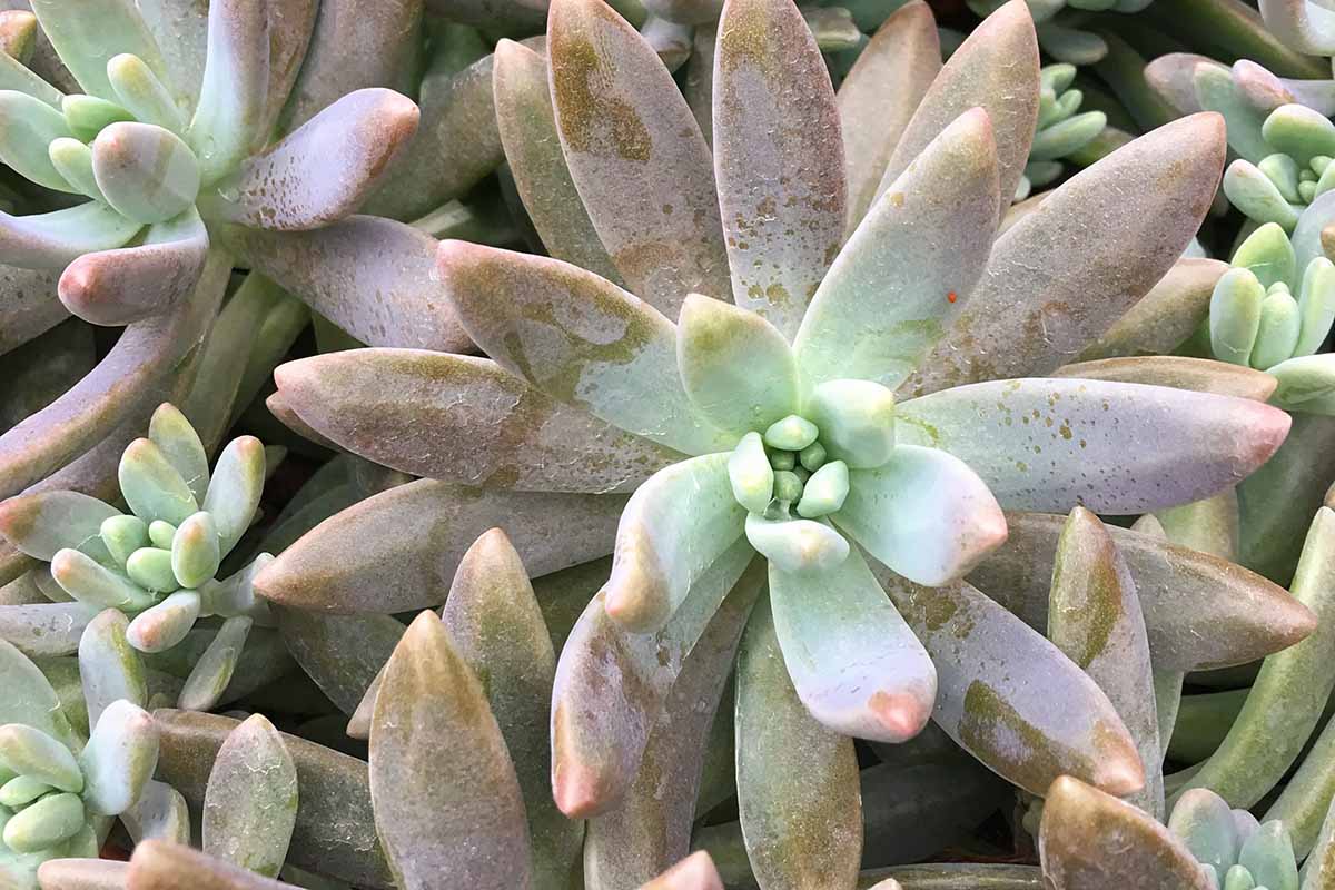 Une image horizontale rapprochée d'une pachyveria «Blue Pearl» poussant dans un pot à l'intérieur.