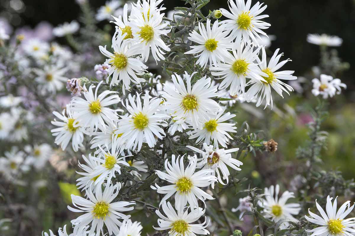 Une image horizontale rapprochée de Symphyotrichum Ericoides, «Snow Flurry», fleurs d'aster de lande blanche en fleurs.