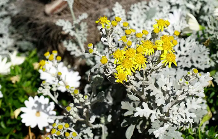 Fleurs de Cinerary maritima