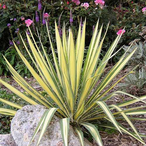 Une image carrée rapprochée de Yucca Filamentosa 'Color Guard' poussant dans le jardin avec une variété d'arbustes pérennes en arrière-plan.