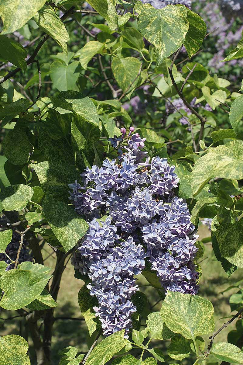 Une image verticale rapprochée des fleurs violettes vives de Syringa vulgaris 'Aucubaefolia' poussant dans le jardin illustré sous un soleil brillant sur un fond de mise au point doux.