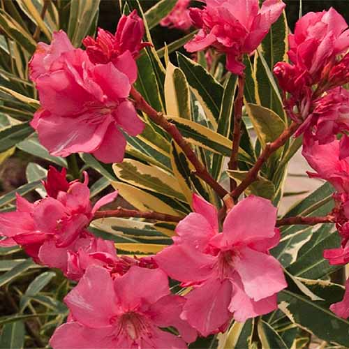 Une image carrée rapprochée des fleurs rose vif de Nerium Oleander 'Variegata' poussant dans le jardin illustré sous un soleil léger sur un fond de mise au point doux.