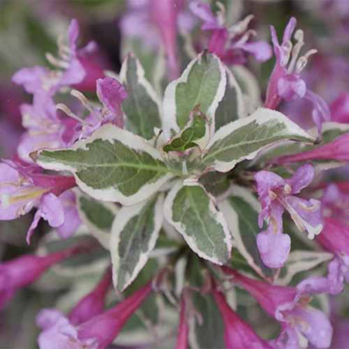 Une image carrée rapprochée de Weigela Florida «My Monet» avec de petites fleurs violettes et un feuillage panaché poussant dans le jardin illustré sur un fond de mise au point doux.