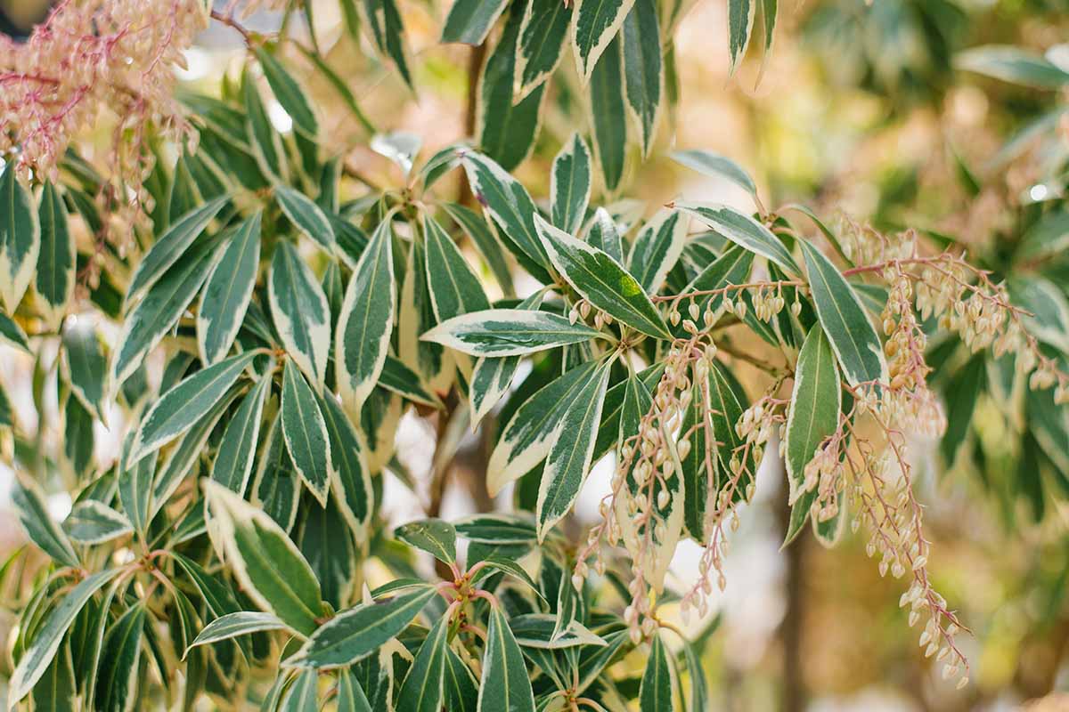 Une image horizontale rapprochée de Pieris japonica «variegata» poussant dans le jardin illustré sur un fond de mise au point doux.