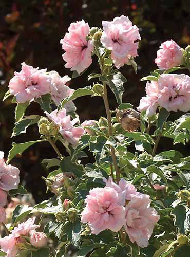 Un gros plan des fleurs rose vif de la «pointe de sucre» d'Hibiscus syriacus poussant dans le jardin illustré sous un soleil brillant sur un fond de mise au point doux.