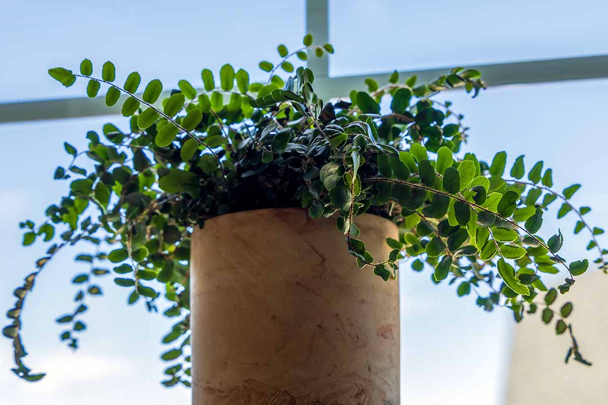 Une image horizontale rapprochée d'une plante d'intérieur en pot avec un feuillage vert clair et en forme de bouton sur un rebord de fenêtre.