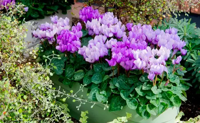 Cyclamen Drago de Flor Azul dans le jardin Cyclamen Drago de Flor Azul dans le jardin