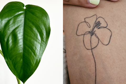 Quelles sont les plantes avec lesquelles vous n'avez pas eu autant de succès?