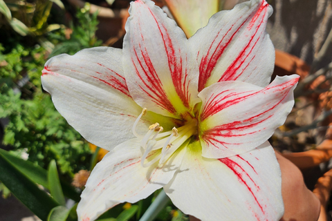 Quelles sont vos plantes préférées pour cultiver dans le jardin?