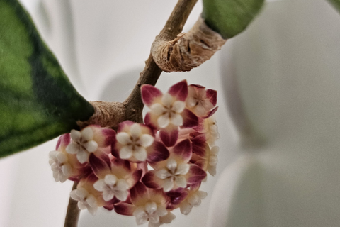 Y a-t-il de nouvelles plantes sur votre liste de souhaits?