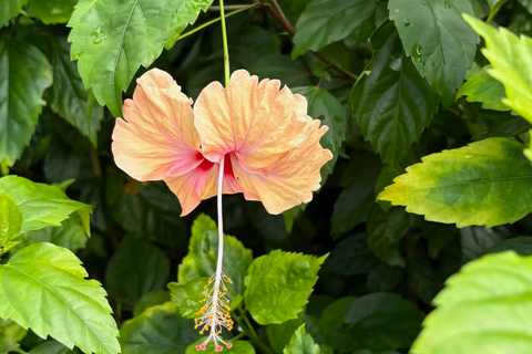 Un piratage de jardinage que vous souhaitez partager avec nous?