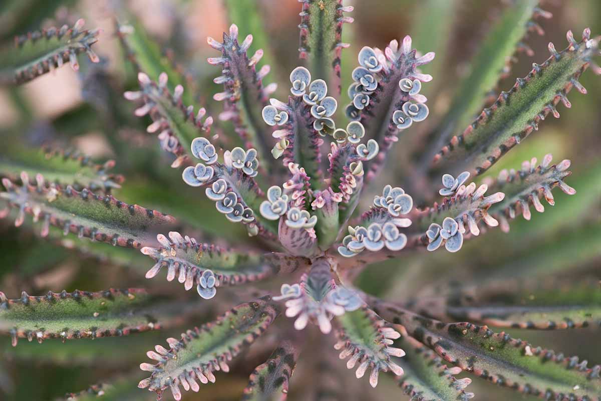 Une image en haut en haut d'une mère de millions de millions succulentes illustrée sur un fond de mise au point doux.