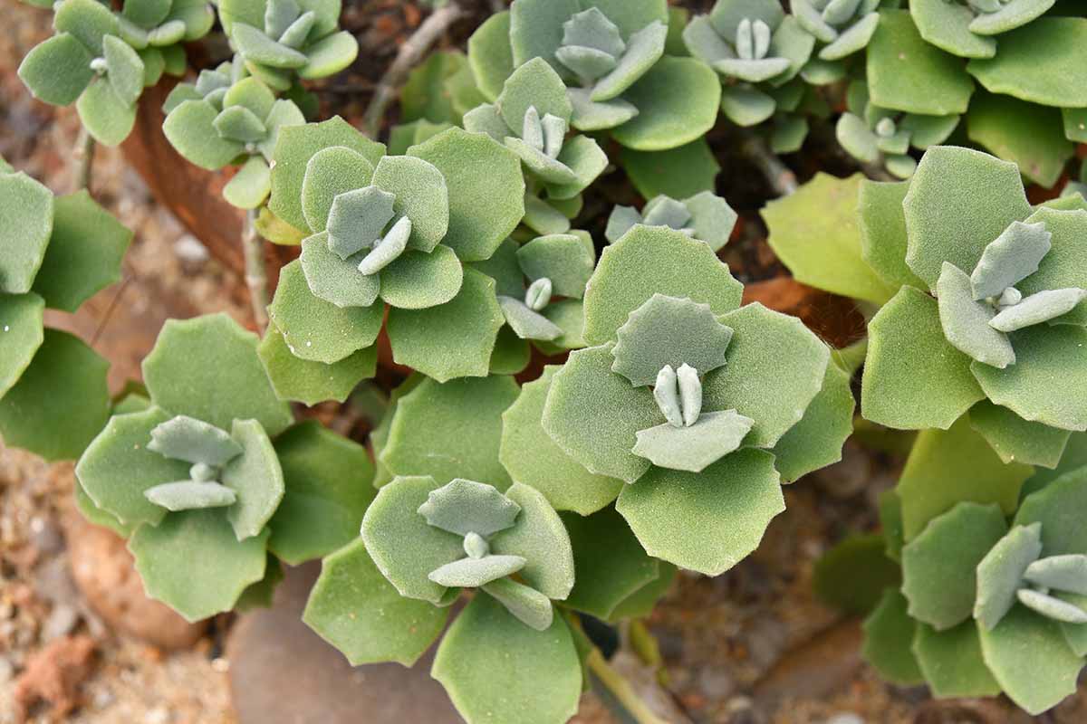 Une image horizontale rapprochée du kalanchoe de Millot poussant dans le jardin.