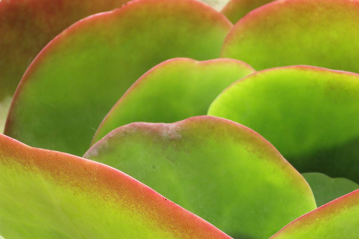 Une image horizontale rapprochée des feuilles vert brillant à bords rouges d'une plante à pagaie.