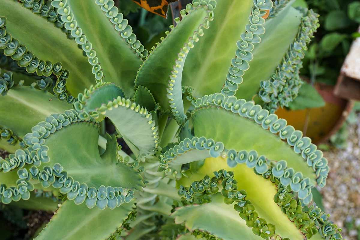 Une image horizontale rapprochée d'une mère de milliers de personnes succulentes en croissance dans un pot à l'extérieur.