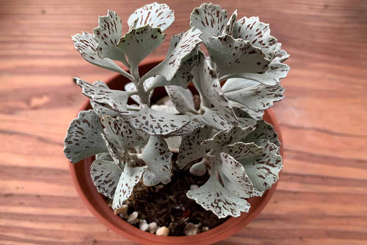 Une image horizontale rapprochée d'une tarte en pot du ciel succulent avec un feuillage panaché réglé sur une surface en bois.