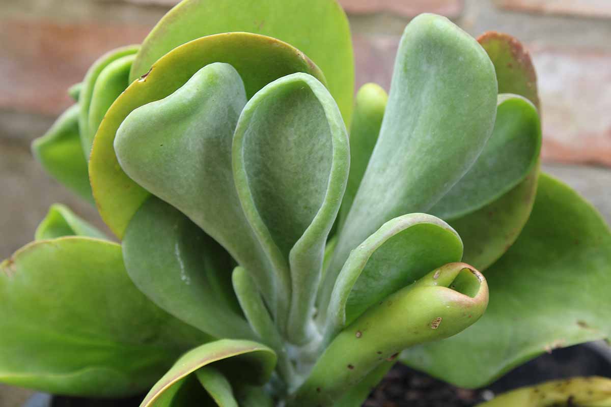 Une image horizontale rapprochée d'une plante Kalanchoe «Oricula» poussant dans un pot à l'intérieur.
