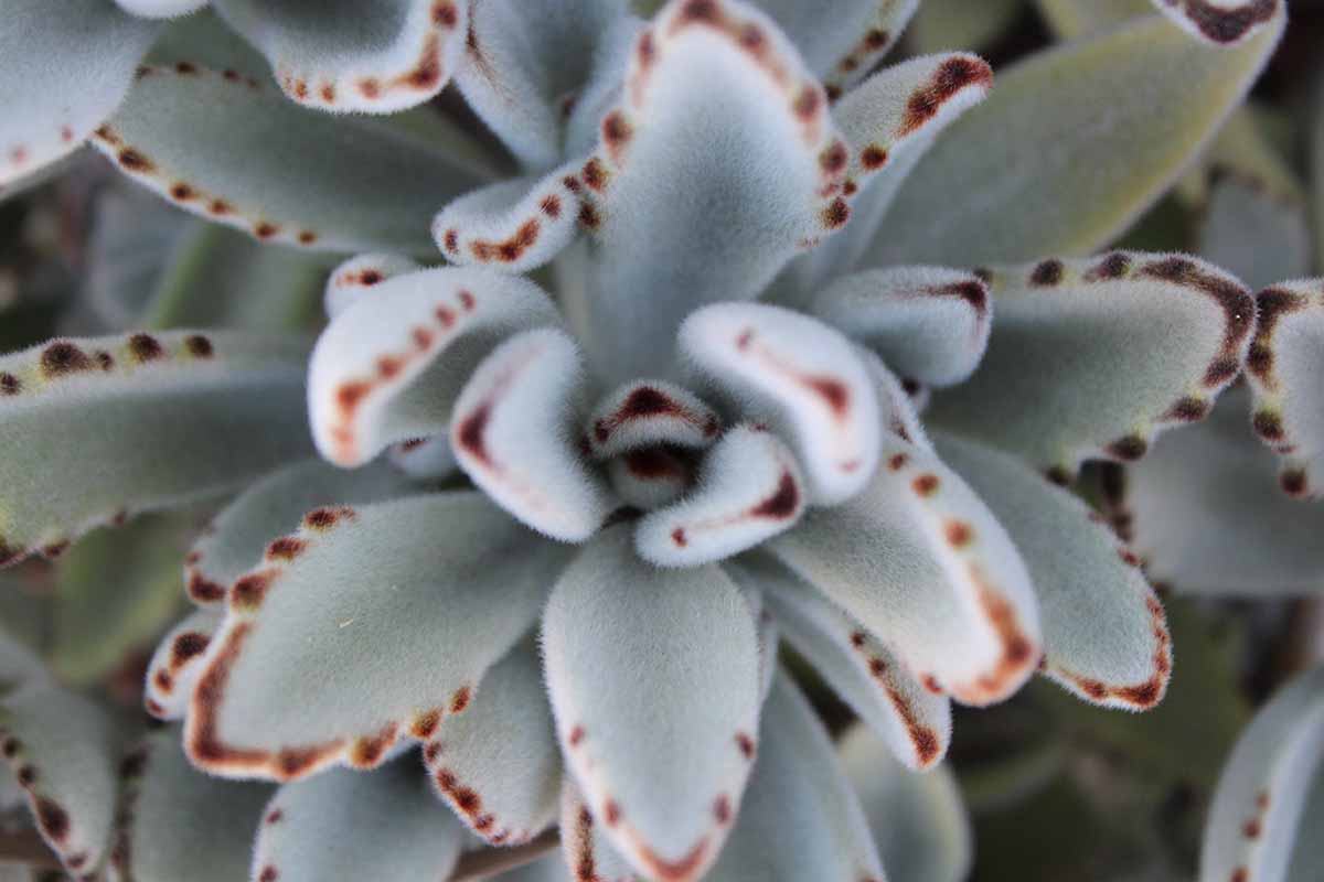 Une image horizontale rapprochée du feuillage flou de Kalanchoe tomentosa aka Panda Plant.