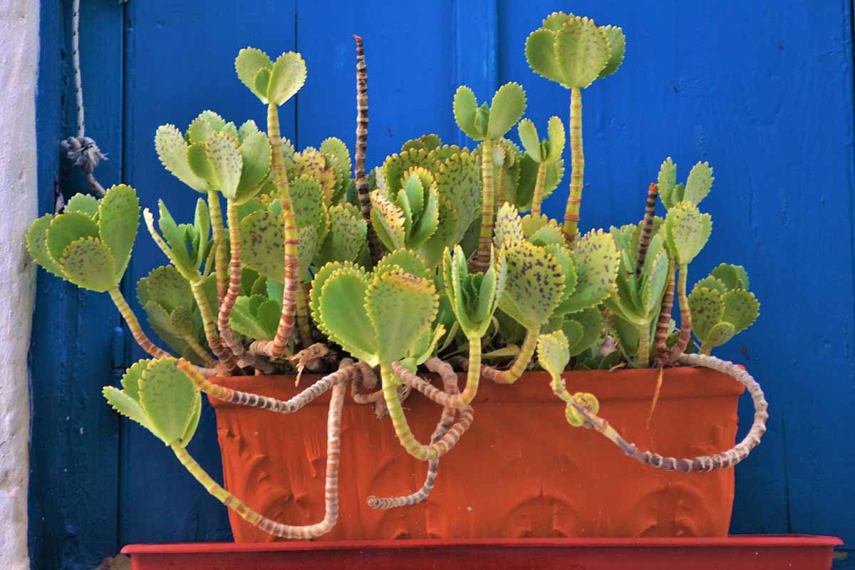 Une image horizontale rapprochée d'un penwiper kalanchoe poussant dans un pot avec une clôture bleue en arrière-plan.