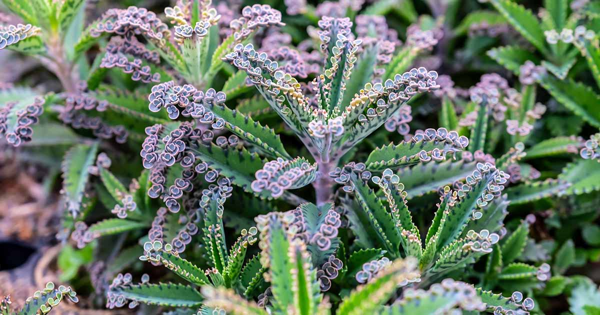 35 des meilleures variétés de kalanchoe pour votre maison et votre jardin