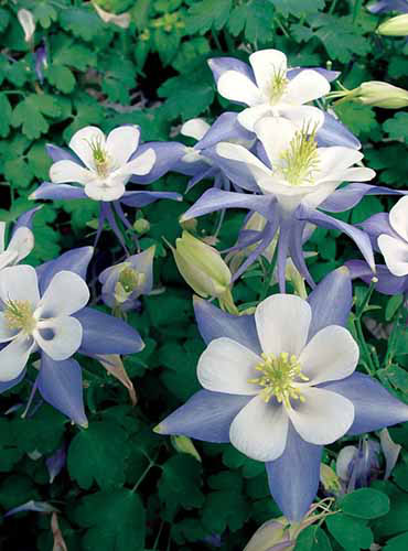 Une image verticale rapprochée des fleurs de Columbine «Blue Star» poussant dans le jardin.