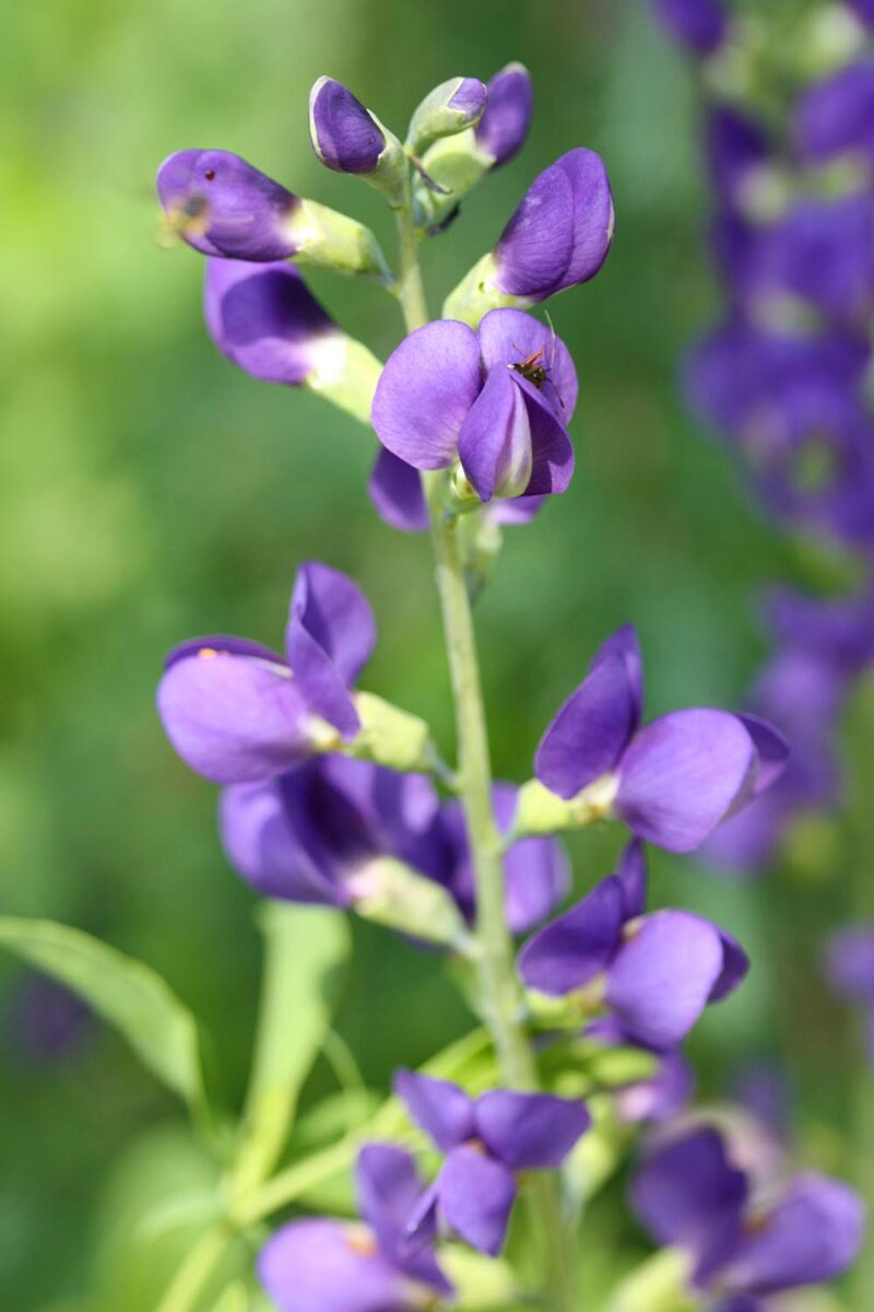 Une image verticale rapprochée de falsives de fausses fleurs violettes poussant dans le jardin illustré sur un fond de mise au point doux.