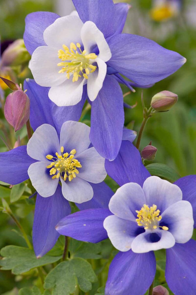 Une image verticale rapprochée des fleurs bicolores du Colorado Columbine poussant dans le jardin.
