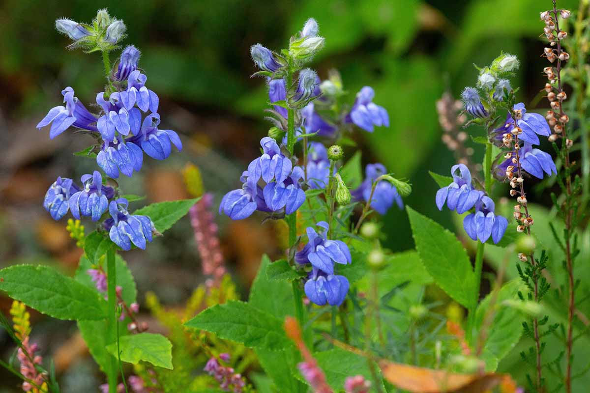 Une image horizontale rapprochée des grandes fleurs de lobélia bleues poussant dans le jardin.