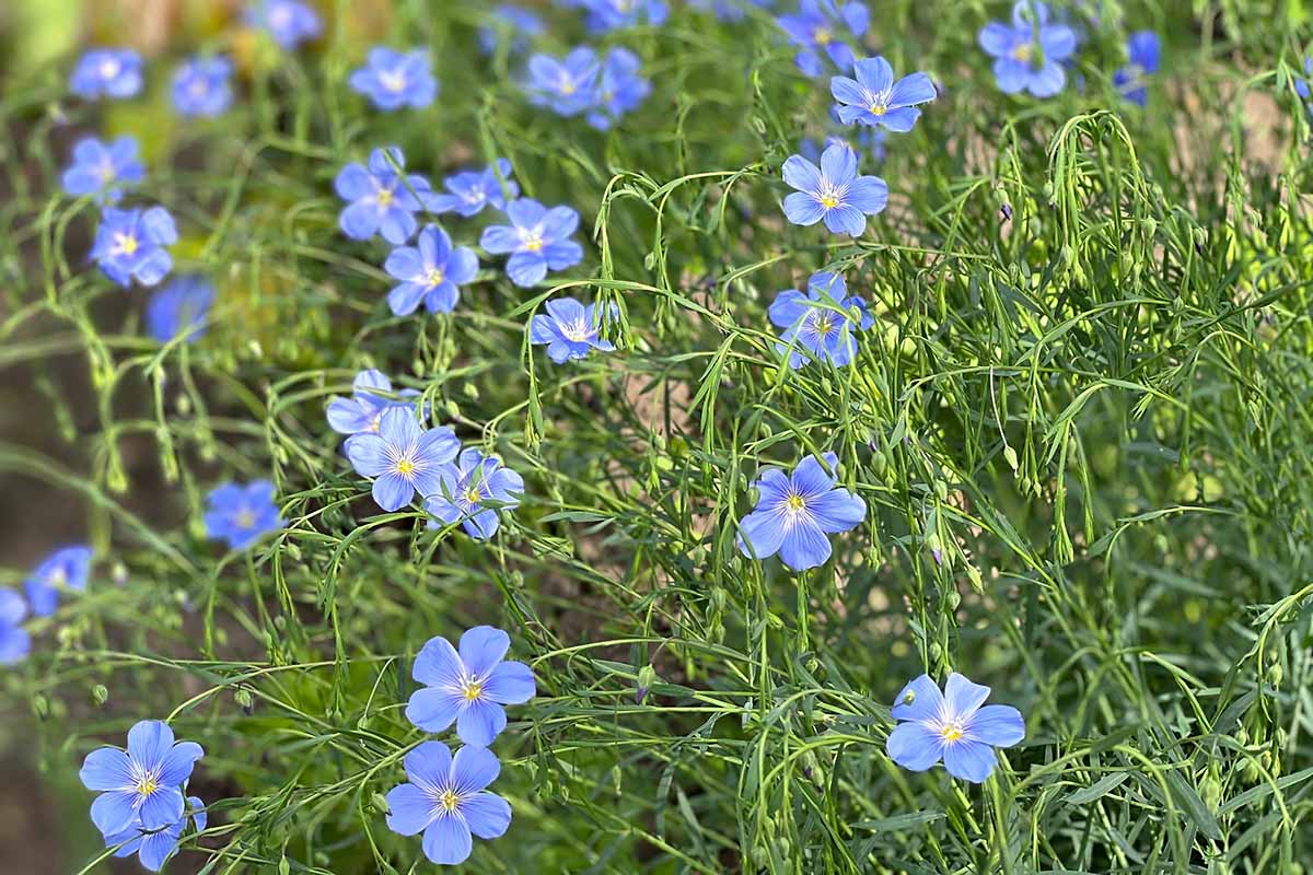 Une image horizontale de délicats fleurs de lin Lewis poussant dans une prairie illustrée sous un soleil léger.
