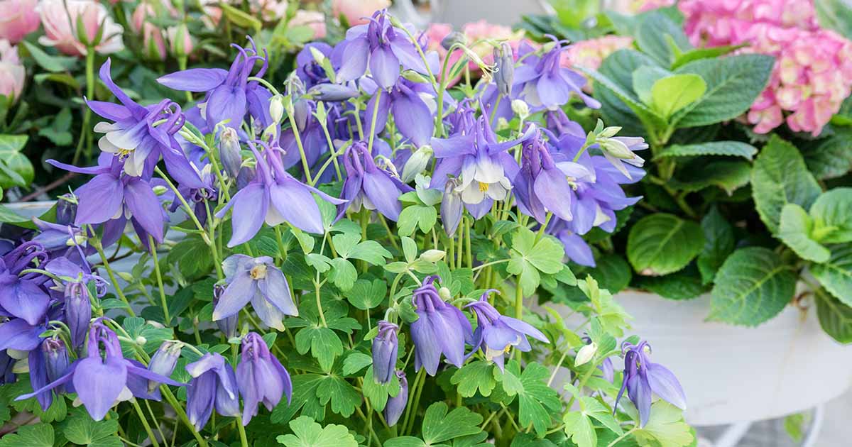 15 des meilleurs fleurs sauvages bleues indigènes pour votre paysage