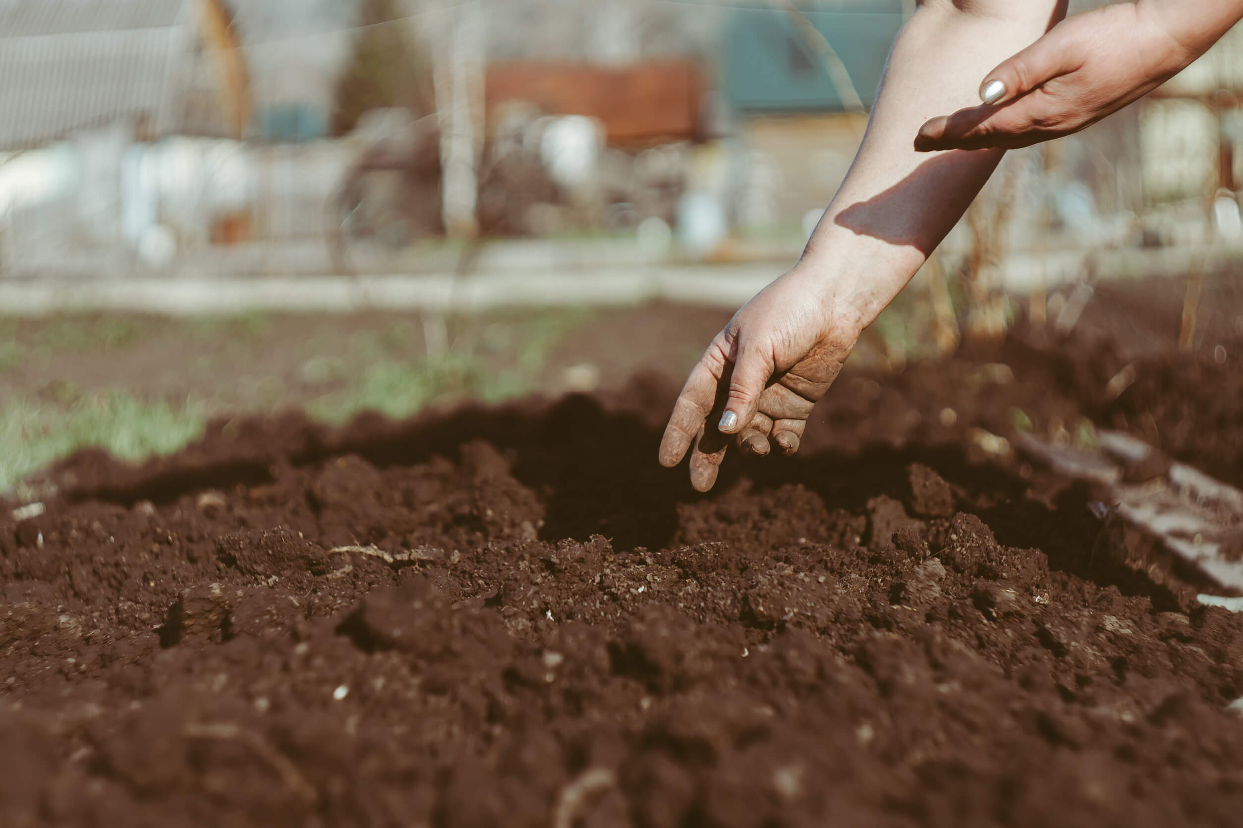 6 alternatives naturelles au repas de sang et à l'os pour votre jardin - tout