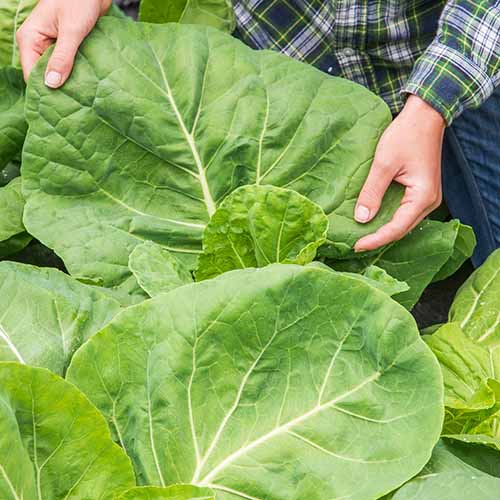 Une image carrée rapprochée de deux mains du haut du cadre tenant une grande feuille de chou frisé «Tronchuda Beira» dans le jardin.