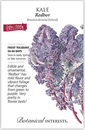 Une image verticale rapprochée d'un paquet de graines pour le chou frisé «Redbor» avec du texte à gauche du cadre et une illustration dessinée à la main à droite.
