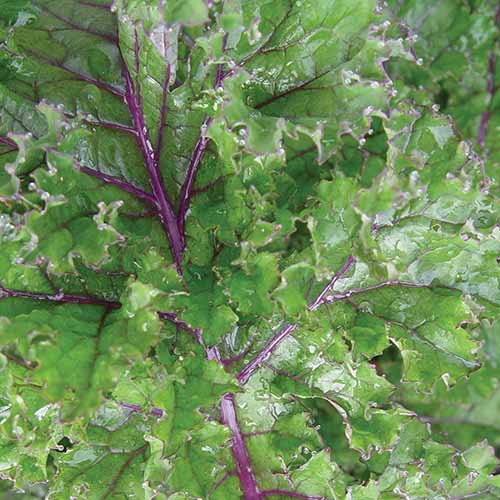 Une image carrée rapprochée du chou frisé «Rouge Rouge» avec des feuilles vert clair et des tiges violettes.