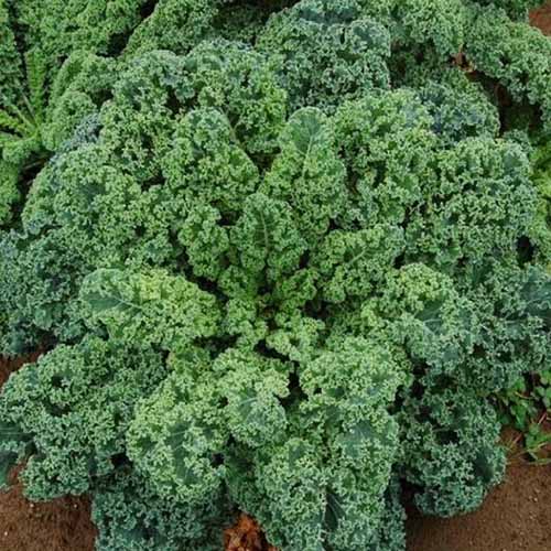 Une image carrée rapprochée de chou frisé «Blue Scotch» qui pousse dans le jardin.