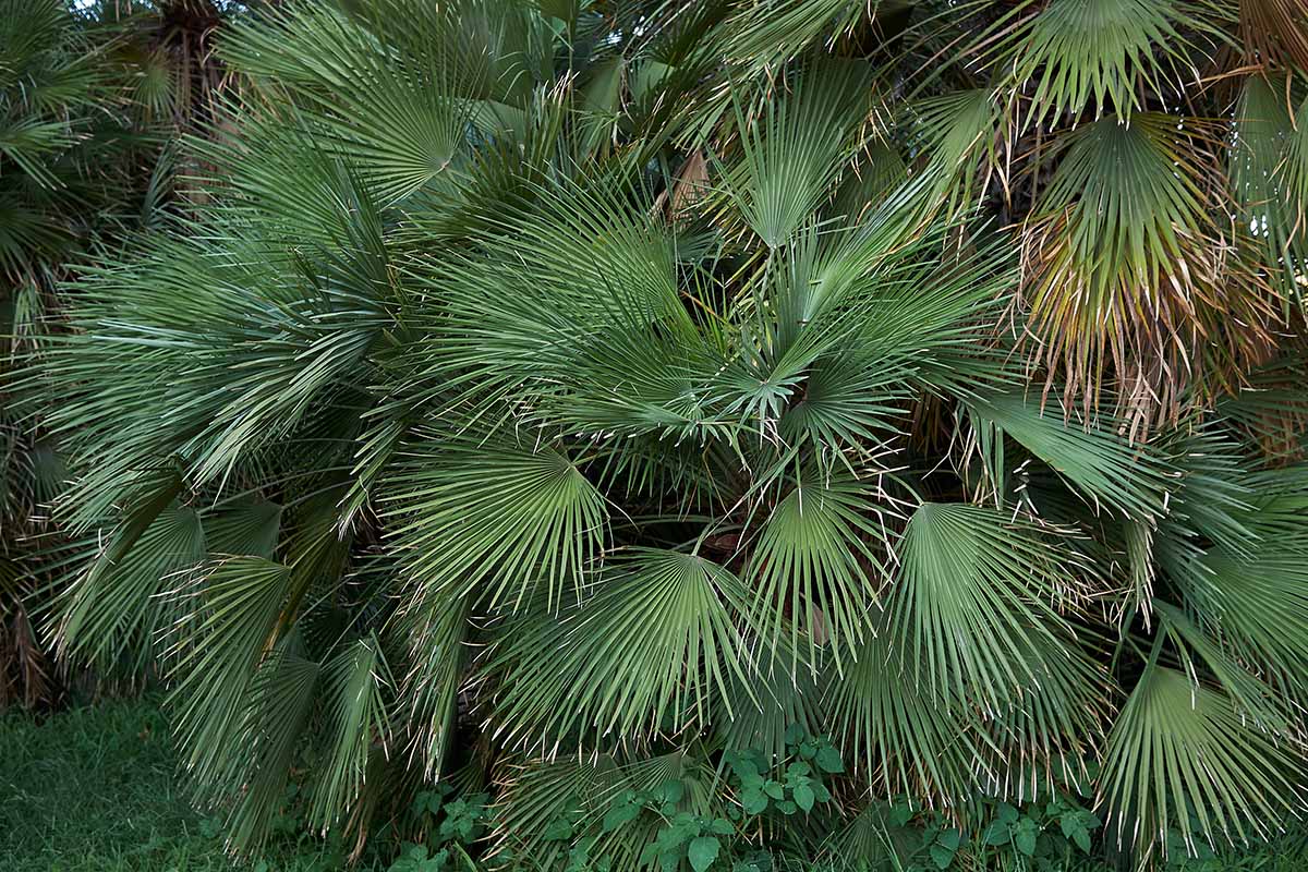 Une image horizontale rapprochée d'une grande paume de fan européenne (Chamaerops humilis) poussant dans le paysage.