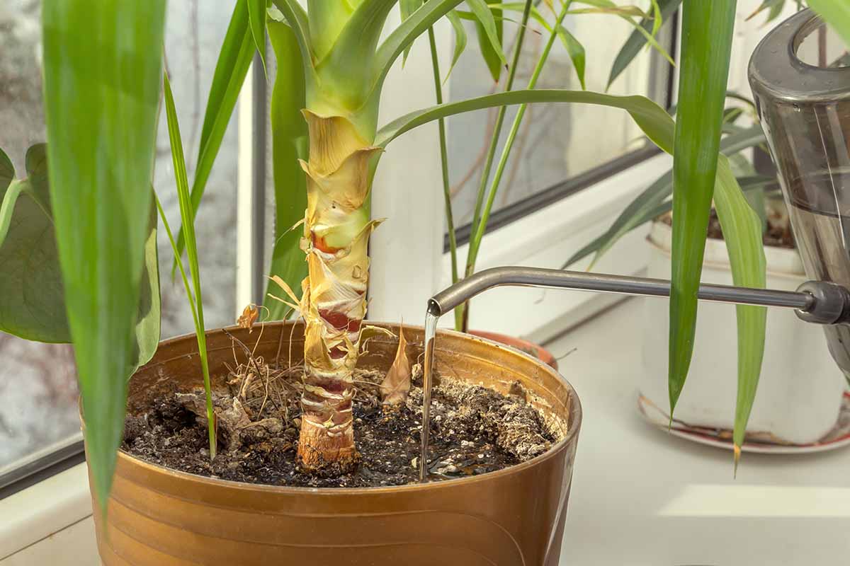 Une image horizontale rapprochée d'une canne à arrosage à la droite du cadre versant de l'eau dans la casserole d'une plante d'intérieur.